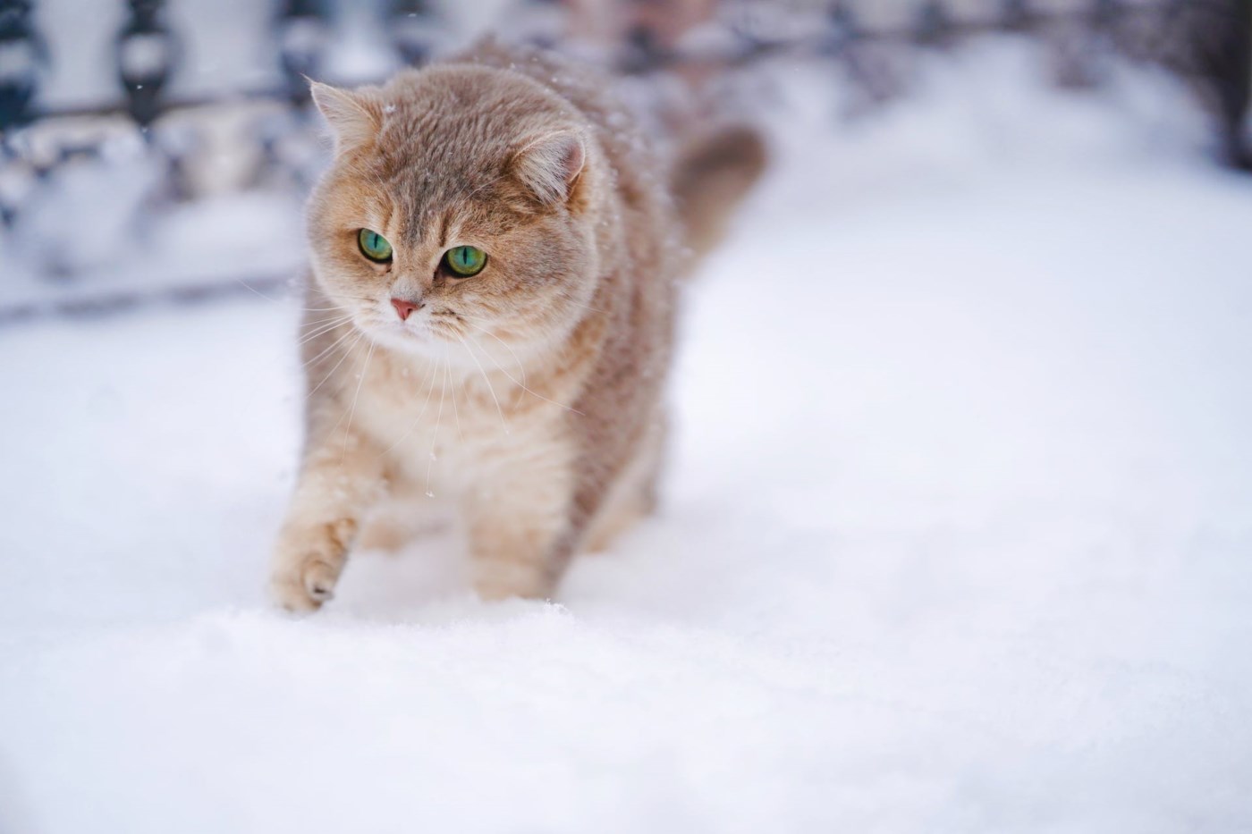 En katt tasser i snøen