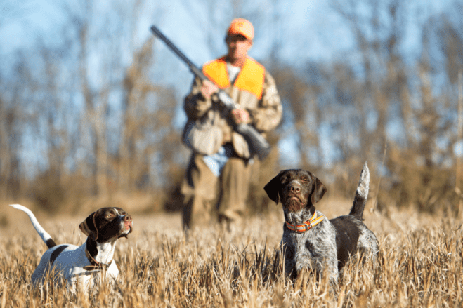 To hunder og en mann på jakt 