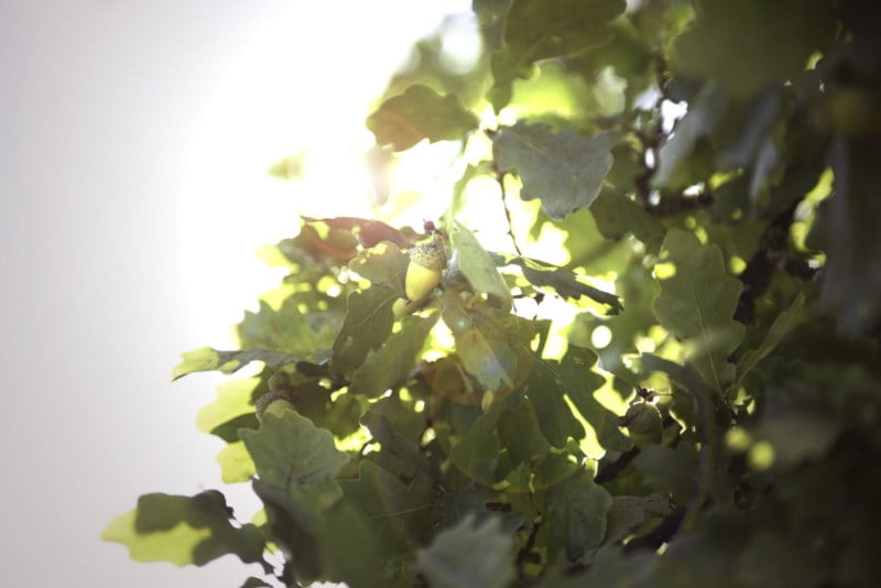 Sollys skinner gjennom eiketre greiner på eikenøtt. foto